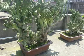 1种植物叫“玉麒麟”，株型奇特，美观大方，养在家里还能招财图片