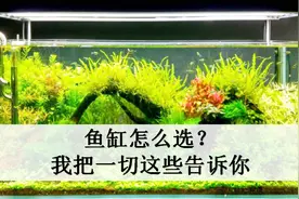 新手养观赏鱼，鱼缸怎么选？我把技巧告诉你，省去日后麻烦视频封面