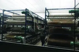 亿万条黑水虻一天能“吃”4吨餐厨垃圾图片