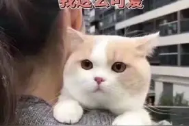 「表情包」 - 猫咪篇图片