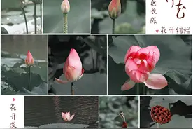南宁狮山公园的荷花开了，七个荷花摄影技巧让你的作品更有新意图片