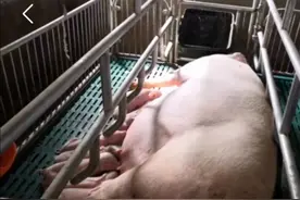 中小猪场仔猪黄白痢易发，如何才能远离它？不妨试试这样做图片