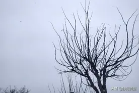 白居易揭露蝙蝠的来历，古人对它避之唯恐不及，你为什么要去吃它图片