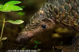 穿山甲由国家二级保护动物提升至一级图片