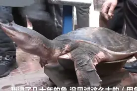 25斤，70厘米的甲鱼被放生，现实的“龟丞相”可没这么走运了图片