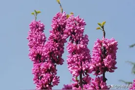 北京：春日看春花——紫荆花图片