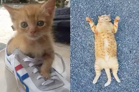 一只橘猫成为了“最火水果老板”，演绎爱买不爱的态度图片