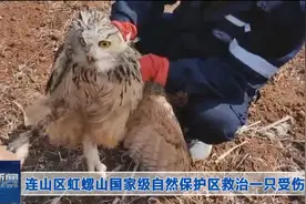 连山区虹螺山国家级自然保护区救治一只受伤雕枭图片