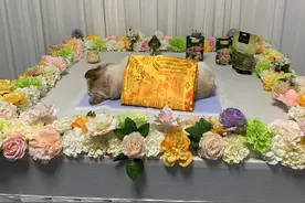 临沂宠物殡葬师赵鸣：让每只宠物体面地离开图片