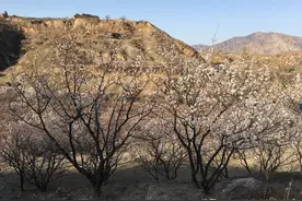 春游柏林寺图片
