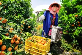 沃柑销路畅通 客商上门收购图片