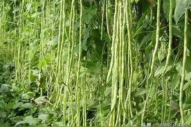 豆角田间怎么管理？豆角根腐怎么办？豆角抗重茬用什么药好？图片