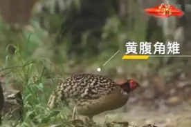 今日中国·福建丨武夷山“真宝贝”——神奇的动植物世界图片