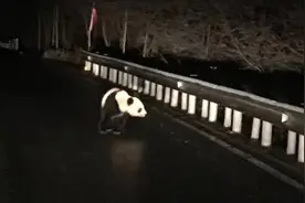 雪中漫步 九寨沟野生大熊猫萌翻你图片