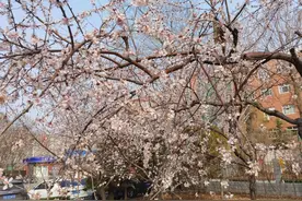 春花绽放！石家庄发布裕华路最佳赏花时间地点图片