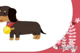 腊肠狗的3个冷知识-你知道吗？腊肠狗曾经是奥运吉祥物图片