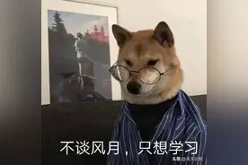秋天，狗子咳嗽喷嚏打个不停，这是图片