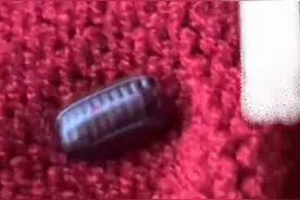 女子网购冬装，衣服上惊现蟑螂卵！商家：拿掉后清洗一下就行了图片