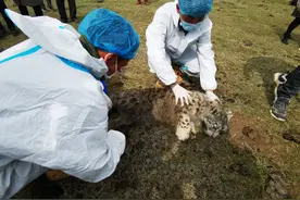 雪豹“凌夏”获救图片