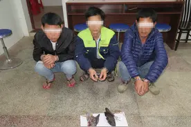 禁食野生动物，化州公安打响了“第一枪”：白面水鸡，吃不得了！图片
