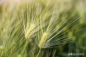 芒种节气10首诗读：麦芒天际摇清波，禾稻未穫先麦秋图片