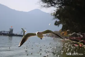 飞翔的海鸥图片