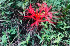 彼岸花，相传此花只开于黄泉彼岸上图片