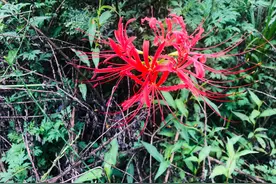 彼岸花，相传此花只开于黄泉彼岸上图片