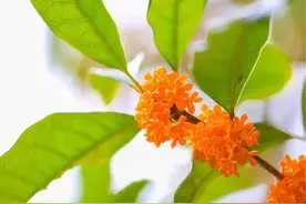 朗诵：几度秋意浓，最是桂花香图片