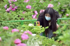 洛阳牡丹公园：百年牡丹花开正艳图片