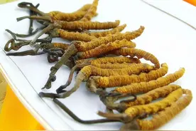 被称为“神药”的冬虫夏草，如何走下了神坛？专家给出最好的解释图片