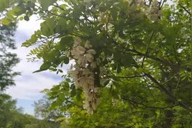 西安周边2日游，赏40万亩槐花，20种休闲玩法，你想要的这里都有图片