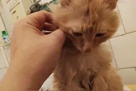 走到哪猫咪就粘你到哪，你坐下它们就在你旁边睡一觉，感觉真好图片