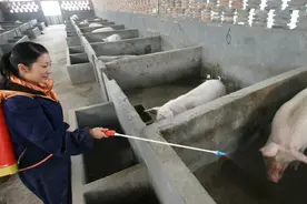 猪场出现非洲猪瘟，养猪人怎么办？这6条经验非常实用图片