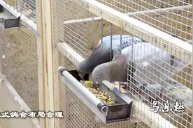 鸽舍建造：欧式鸽舍建棚学习！干货！值得收藏视频封面