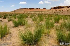 宁夏青铜峡鸽子山旧石器遗址：史前遗址中的璀璨明珠图片