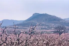 免费！这个避世古村千亩杏花盛放，螺旋龙井喷涌！风景简直一绝！图片
