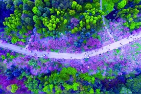 赏花看房 青白江城市生态宜居节周五盛大启幕图片