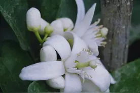 柑橘花，洁白素雅，花香浓郁图片