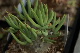 除了厚敦菊属植物，还有收集奇峰锦属植物，收集都不容易图片