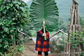 快要死的吊兰、绿萝、发财树这么做，轻松起死回生图片