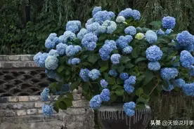 圆滚滚的绣球，瀑布般的花墙，这届花友也太会种花了吧图片