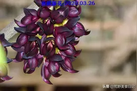 油麻藤花赏析图片