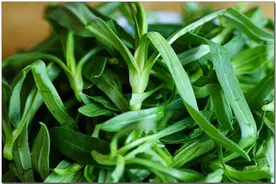 别小看这种野菜，它的作用却很大，你采挖了吗？图片