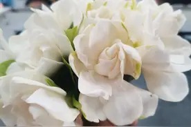 我们的班花图片