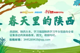 春天里的陕西丨安康汉滨清明节前采茶忙图片
