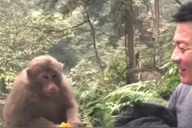 伸手不凡的峨眉山猴子图片