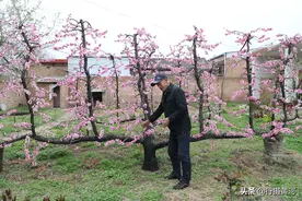 84岁老人家里一棵桃树上长出了13株桃树，开花似“孔雀开屏”图片