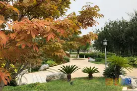 京城已入秋，在绿意翻涌之间聆听自然的心跳图片