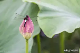 二十四节气：珍惜光阴，不负韶华，让美好如约而至图片